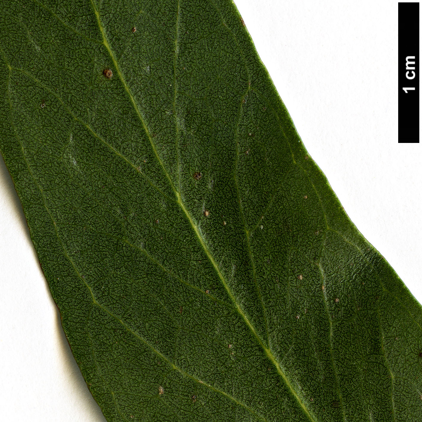 High resolution image: Family: Myrtaceae - Genus: Eucalyptus - Taxon: amygdalina × E.pauciflora High resolution image: Family: Myrtaceae - Genus: Eucalyptus - Taxon: amygdalina × E.pauciflora